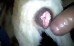 dls kits barcelona 2022 - guy fucks animal, zoophilia fuck porn